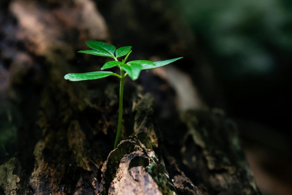 A vibrant green seedling emerges from decaying wood, symbolizing nature's growth.