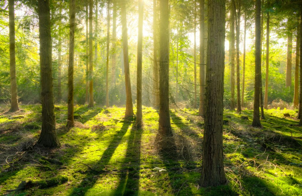 Beautiful sunbeams illuminate a tranquil forest scene with lush moss and tall trees.